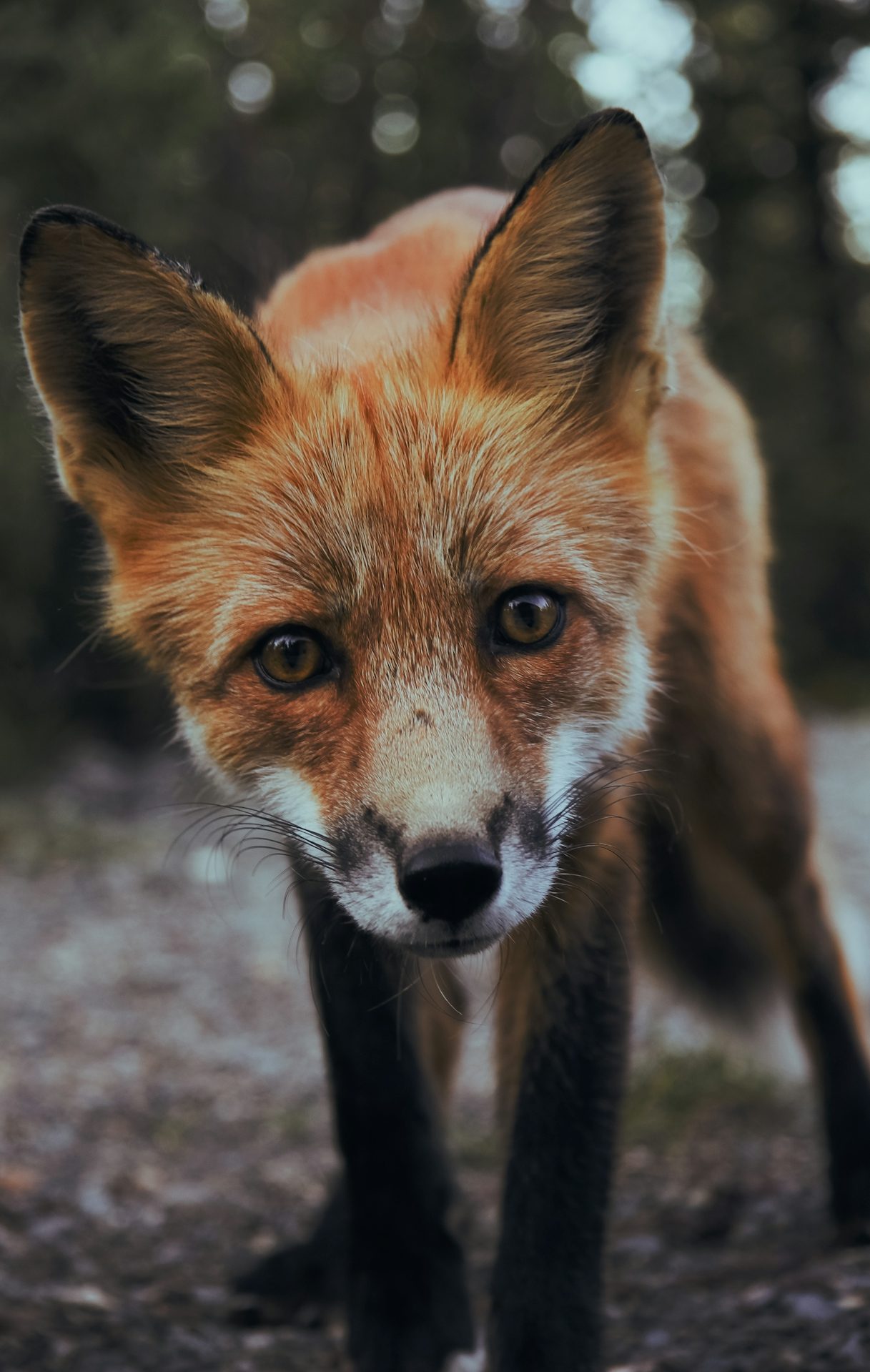 Anpirschender Fuchs Ein roter Fuchs schaut neugierig in die Kamera, umgeben von unscharfem Hintergrund.